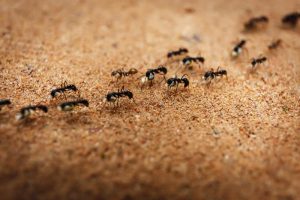 ants.jpg